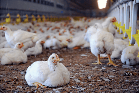 poultry